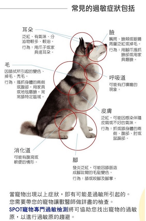 寵物過敏了嗎 寵特寶vetdicate