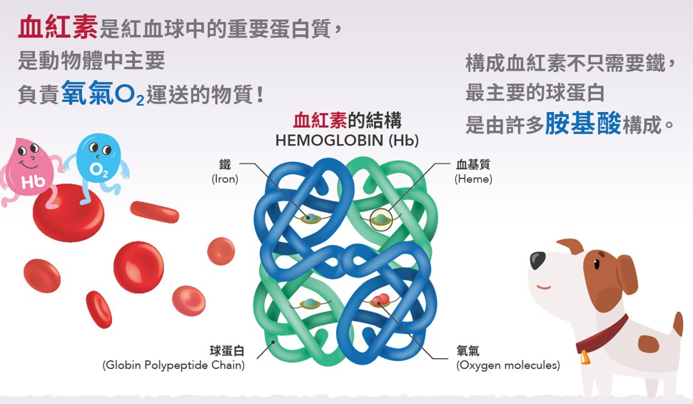 胺寶 血紅素需要胺基酸與鐵