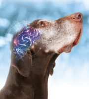 犬腦部營養配方