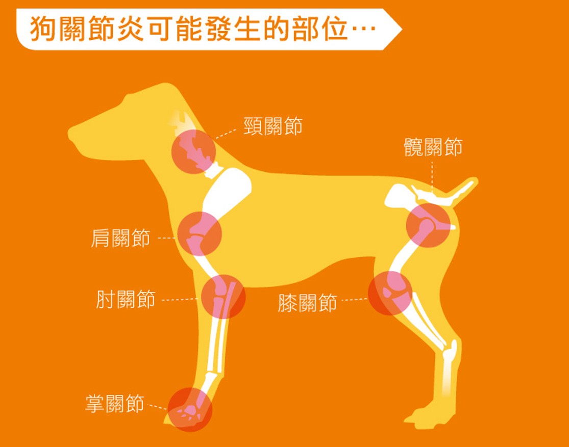 狗狗關節炎怎麼辦？毛孩爸媽必看的4大照護重點