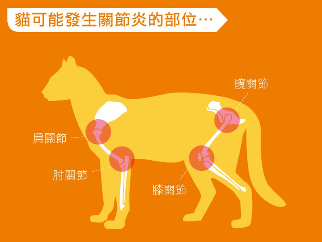 貓咪關節炎可能發生位置