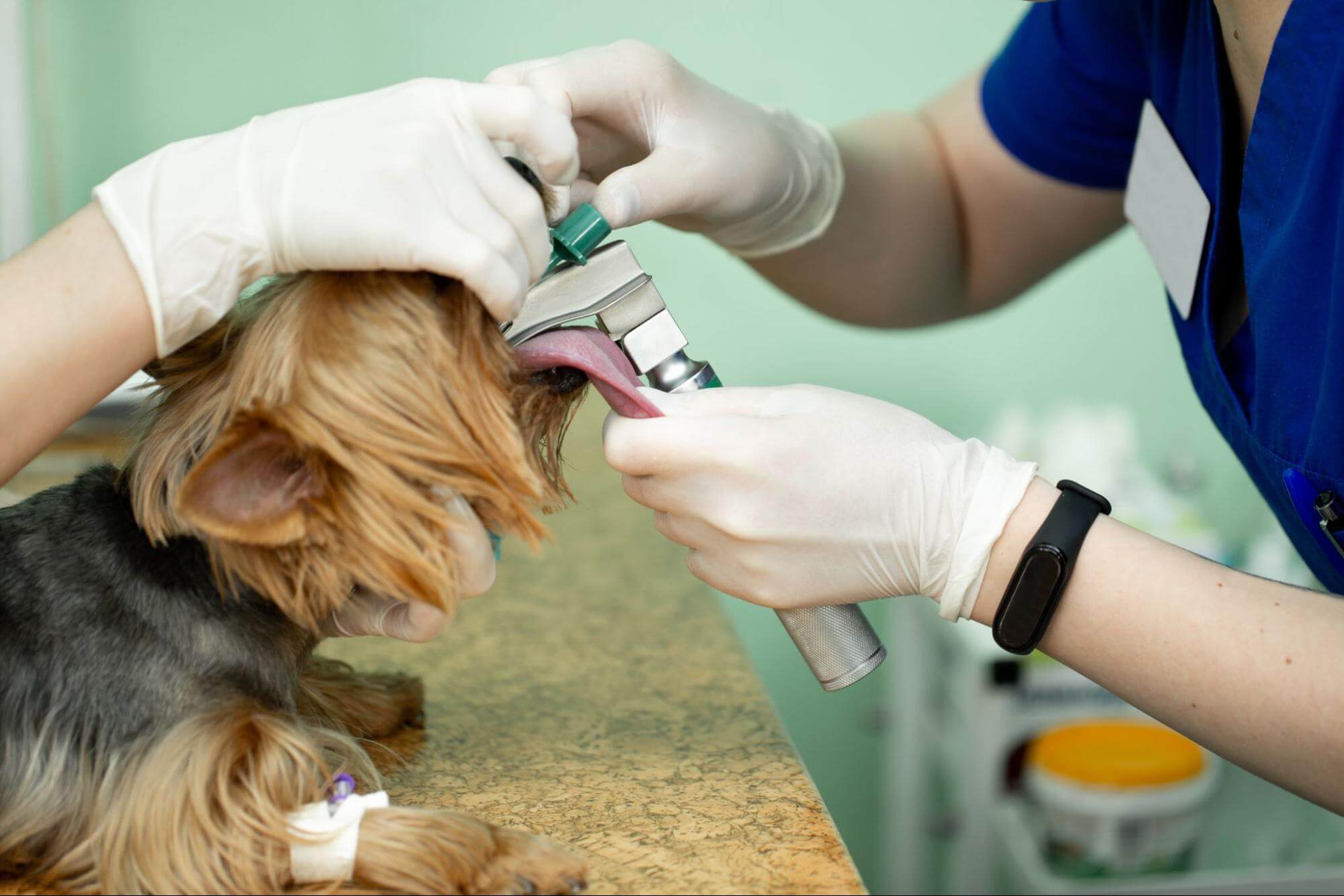 小型犬常見的隱形呼吸道危機，狗狗氣管塌陷原因、診斷與照護全解析