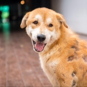 狗狗皮膚病怎麼辦？會自己好嗎？一篇搞懂症狀與治療方法