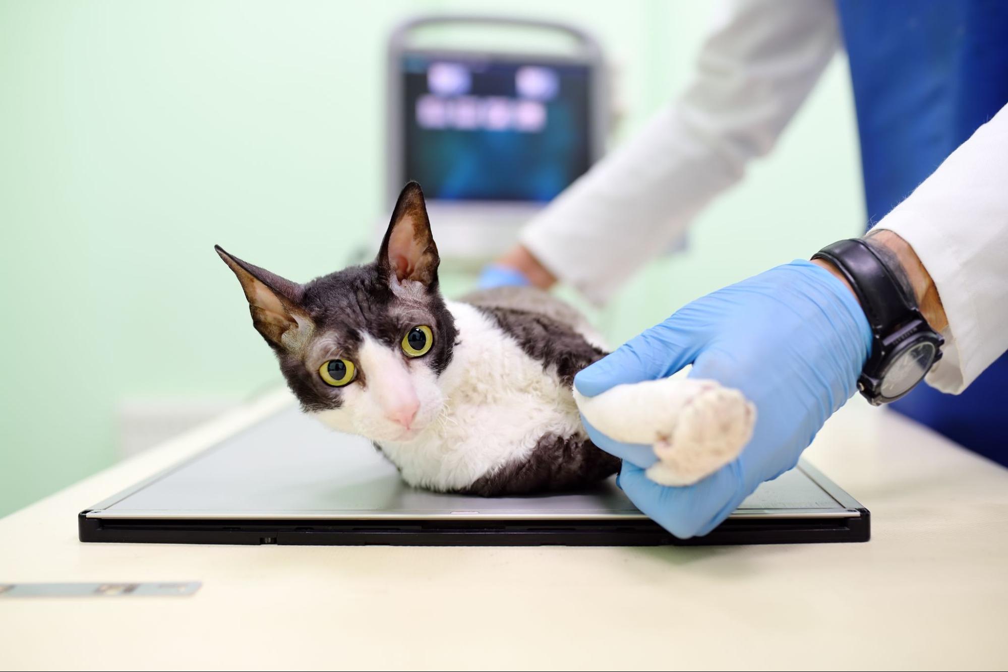 貓咪尿不出來一直叫應該要儘快送醫。
